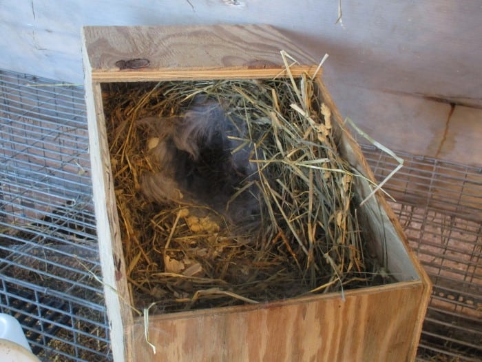 How to Care for a Rabbit Nest 03
