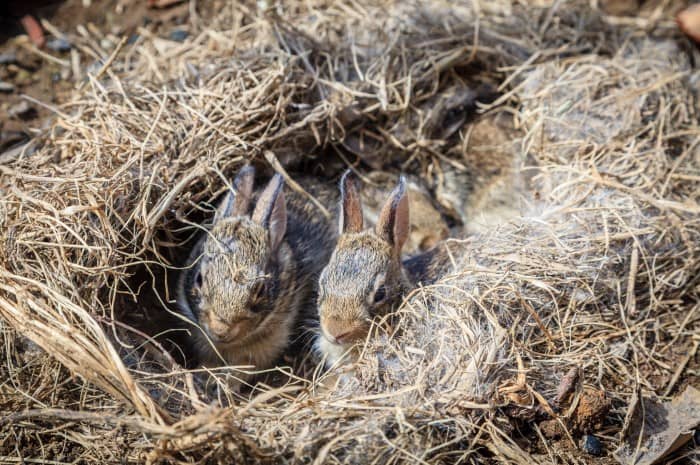 How to Care for a Rabbit Nest 04
