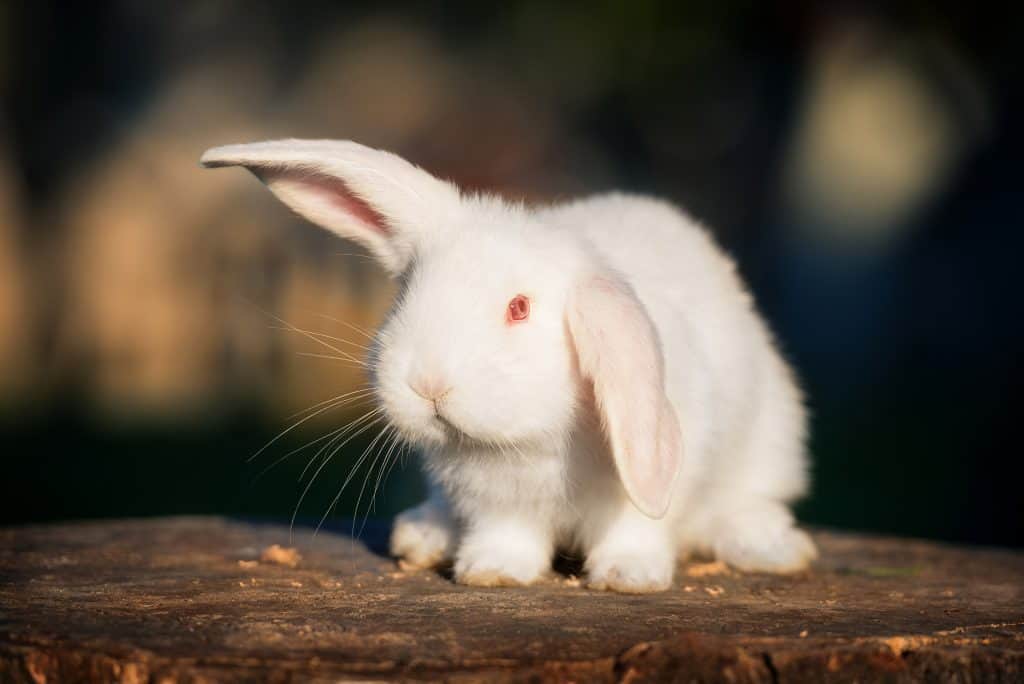 Why Some Rabbits Have Red Eyes? SimplyRabbits Rabbit care