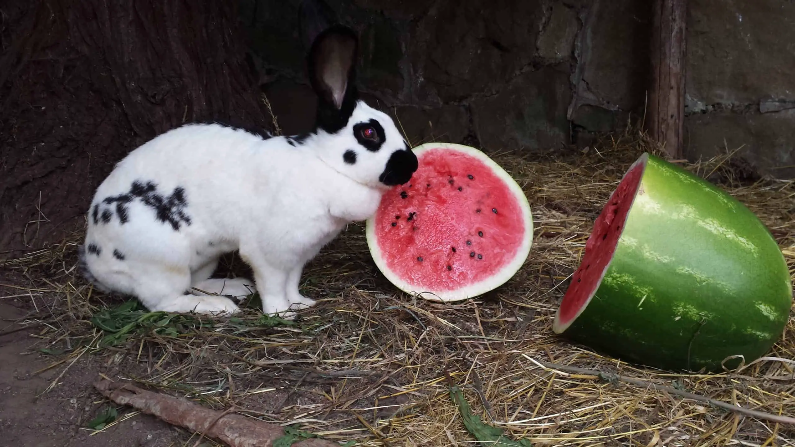 rabbit-eat-watermelon