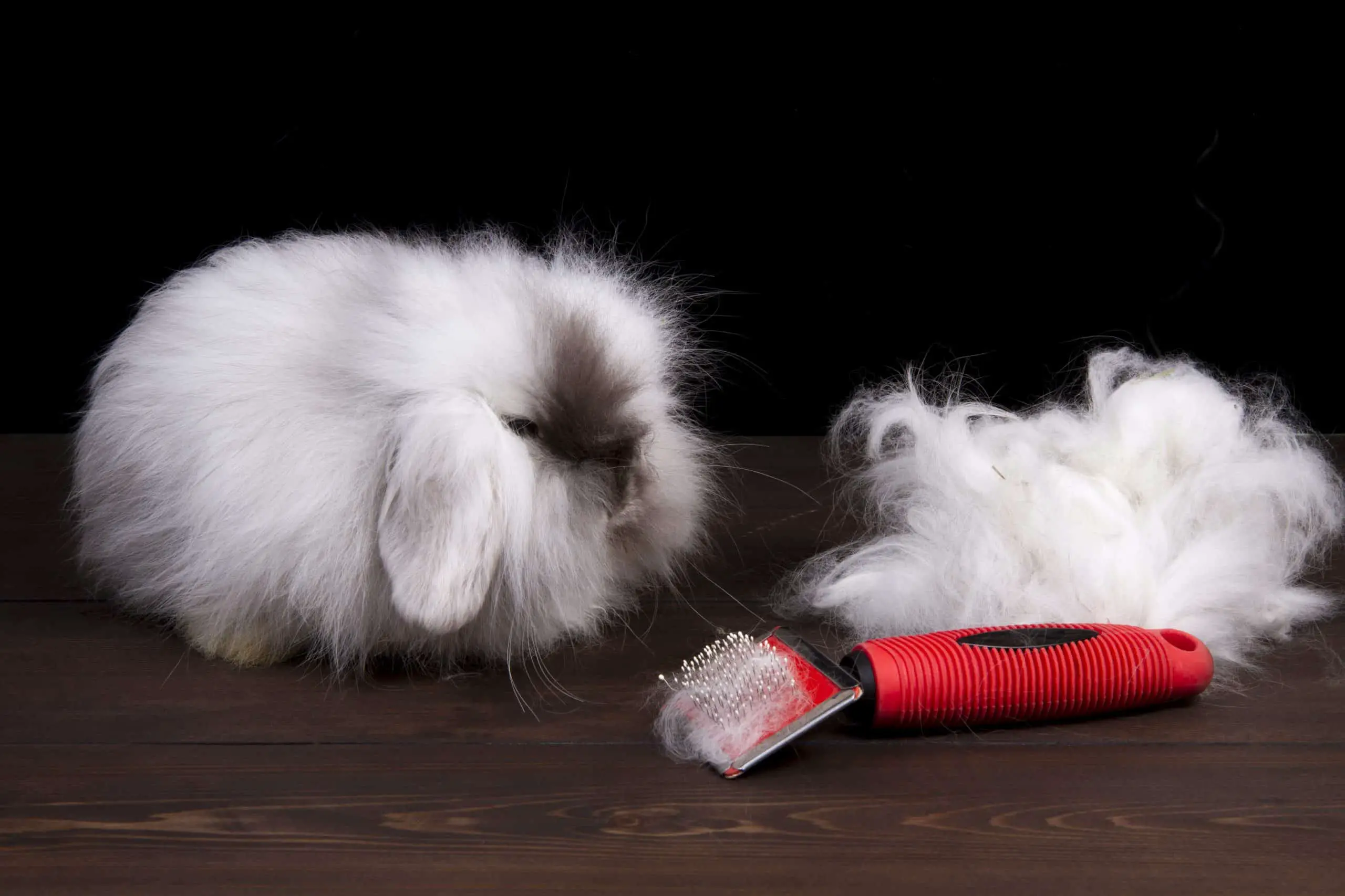How to Clean Your Pet Rabbit - SimplyRabbits - Rabbit care
