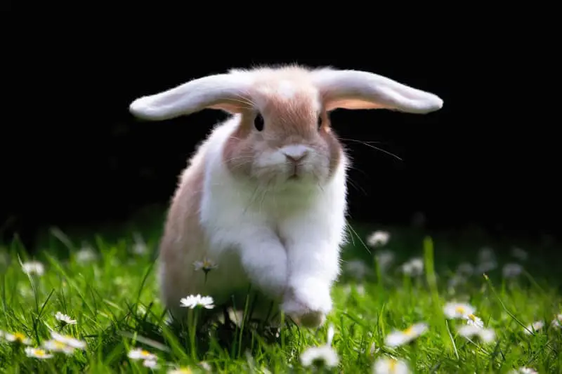 Can rabbits walk or just hop? - SimplyRabbits - Rabbit care