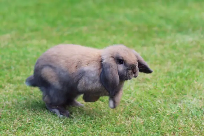 Can rabbits walk or just hop 03