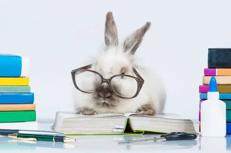 How intelligent are pet rabbits 01