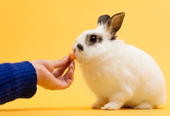 How intelligent are pet rabbits 02