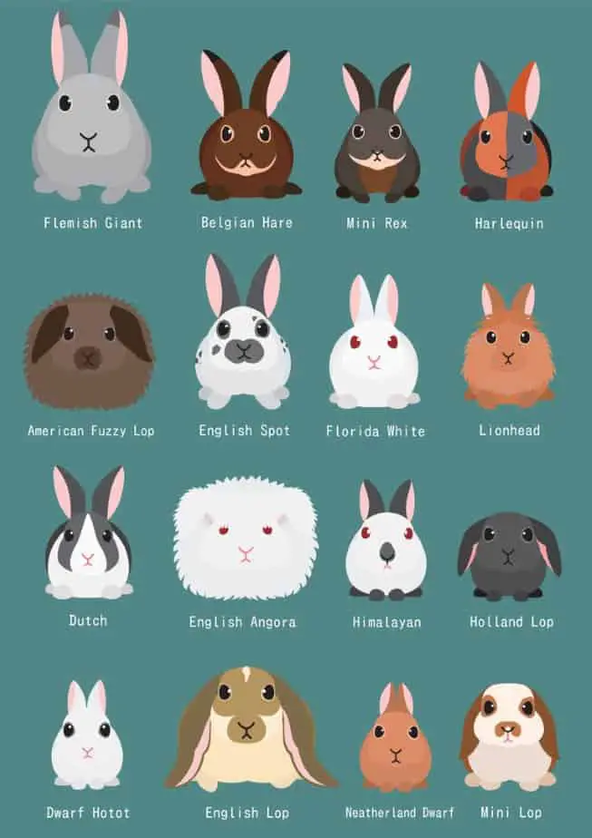 How intelligent are pet rabbits 03