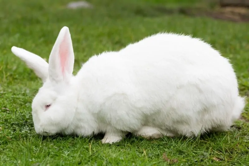 How to Care for Flemish Giant Rabbits 01