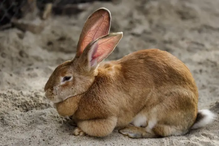 How to Care for Flemish Giant Rabbits 02