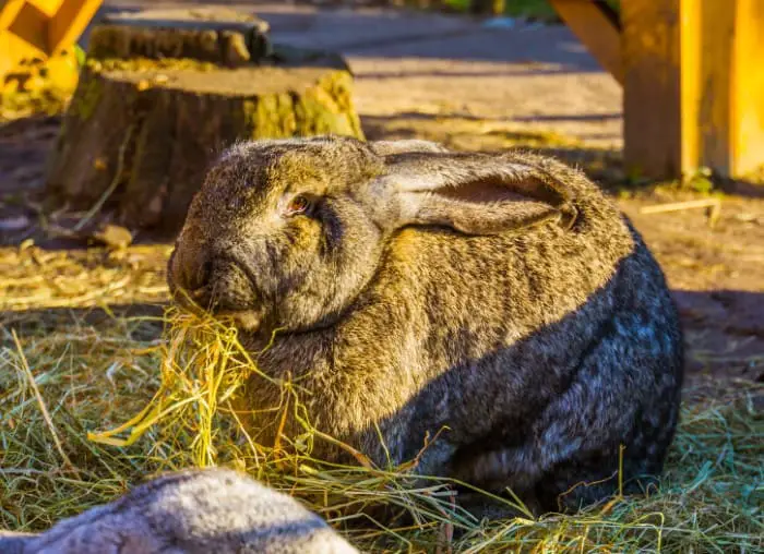 How to Care for Flemish Giant Rabbits 03