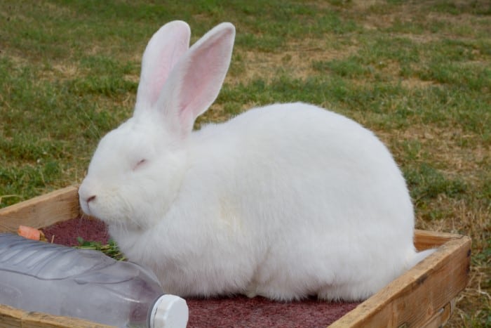 How to Care for Flemish Giant Rabbits 04