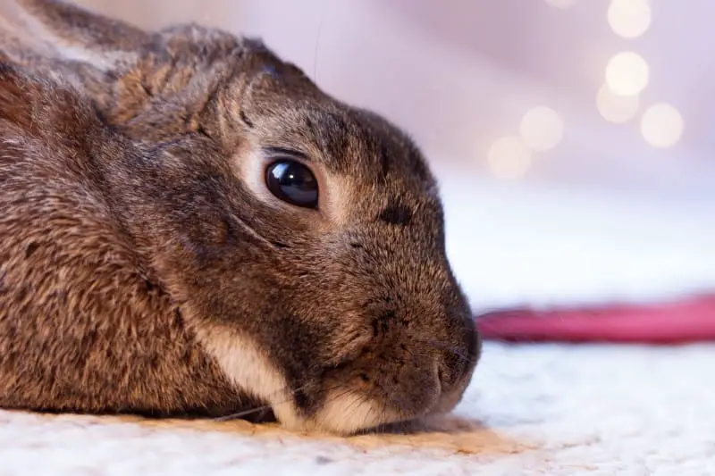 How to tell if your rabbit is sad or depressed 01