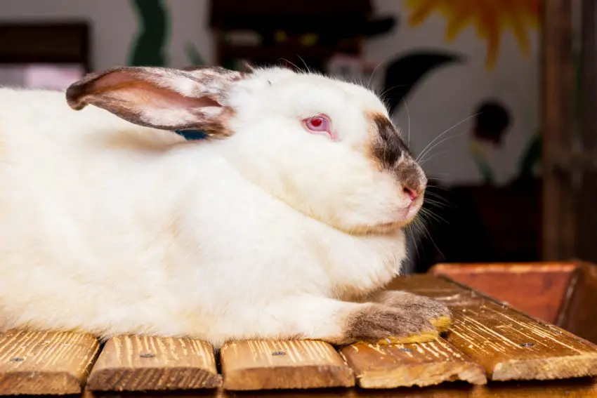 How to Care for Californian Rabbits 0001
