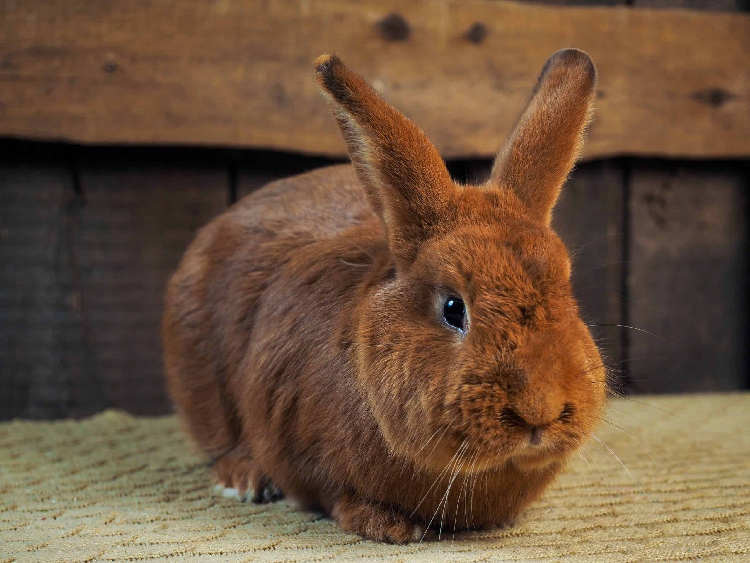 new zealand rabbit care