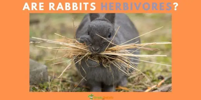 What breeds are best as pet rabbits 003