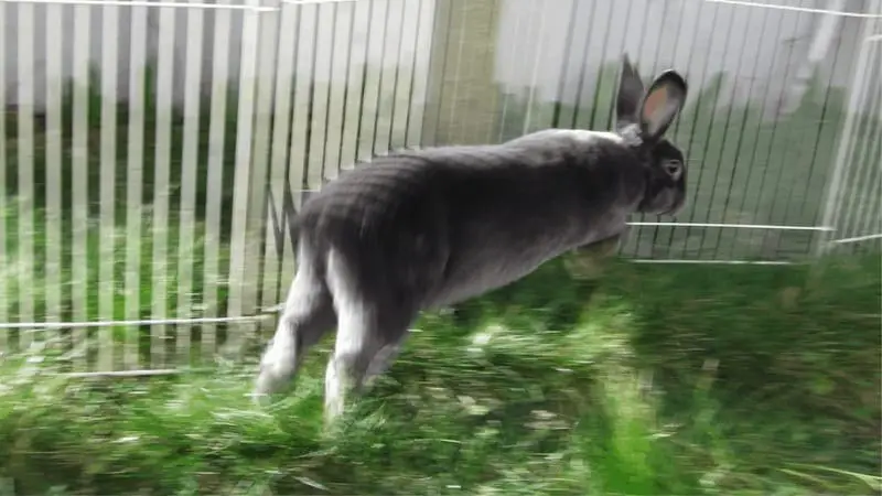 Why Do Rabbits Binky 01