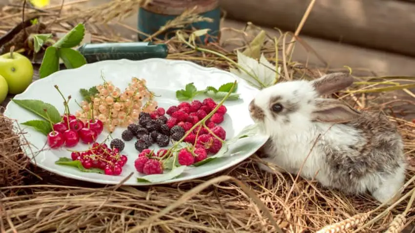 Can Rabbits Eat Blackberries 01