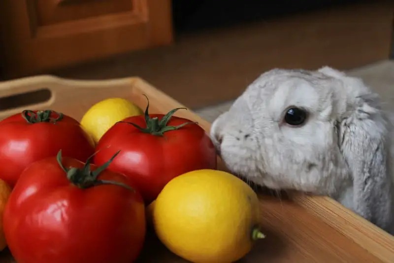 Can Rabbits Eat Tomatoes 01