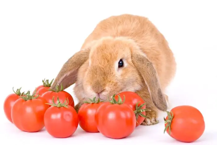 Can Rabbits Eat Tomatoes 02