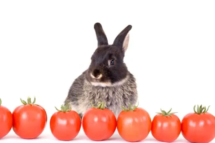 Can Rabbits Eat Tomatoes 03