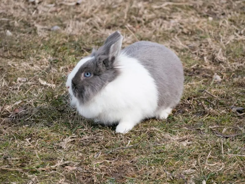 How to Care for Dwarf Rabbits 01 Dutch Blue