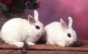 How to Care for Dwarf Rabbits 02 Dwarf Hotot Rabbits