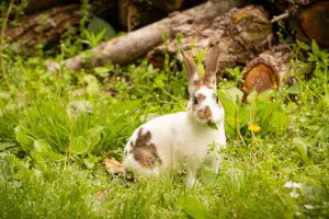 How to Care for Dwarf Rabbits 03 Mini Rex