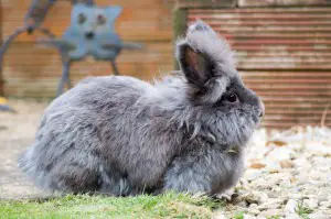 How to Care for Dwarf Rabbits 05 Lionhead Rabbit