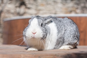 How to Care for Dwarf Rabbits 06 Dutch Rabbit