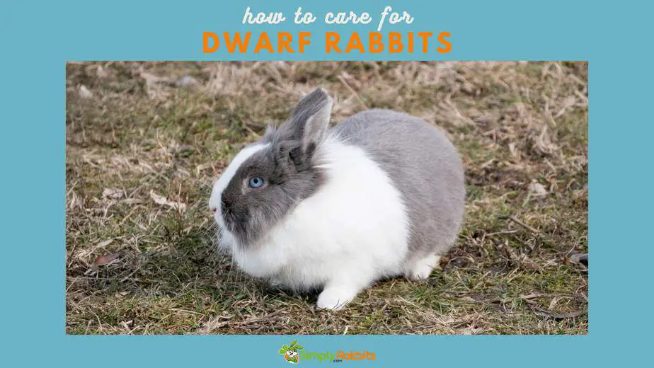 dwarf bunny care