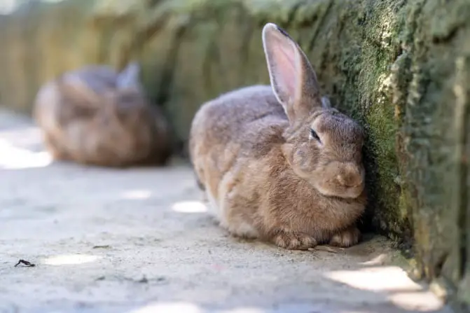 Symptoms of a Sick Rabbit - 10 Signs Your Bunny is Ill