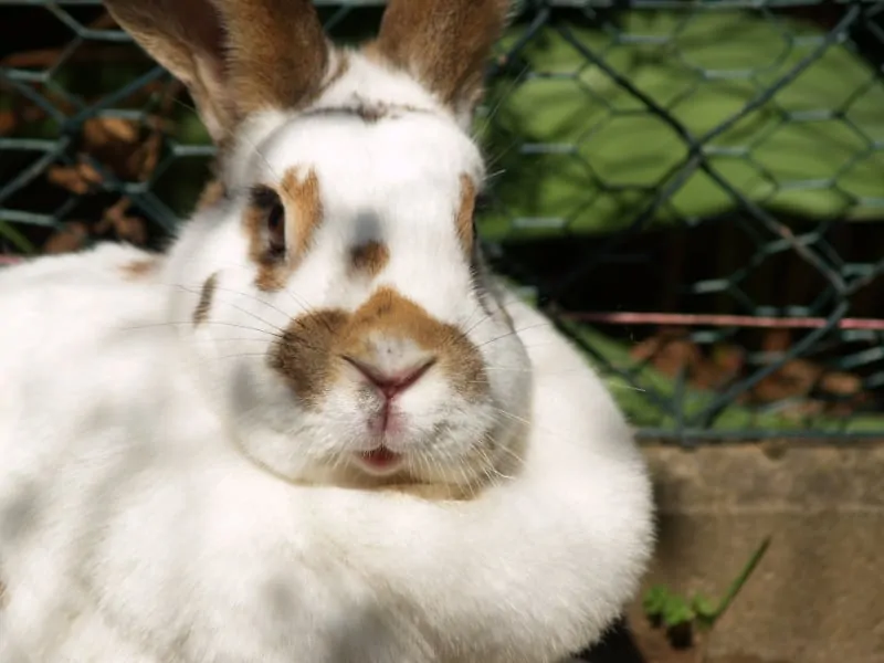 Why Do Rabbits Have a Dewlap 01