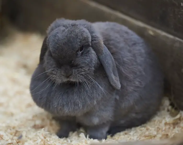Why Do Rabbits Have a Dewlap 02