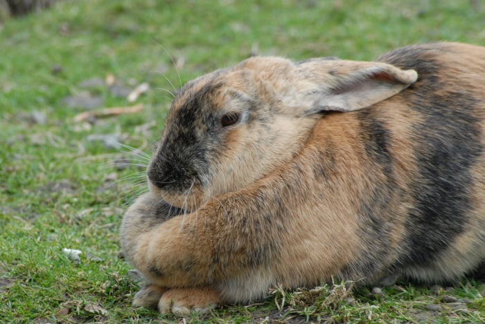Why Do Rabbits Have a Dewlap 03