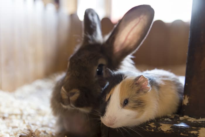 Bunnies vs. Guinea Pigs - SimplyRabbits - Rabbit care