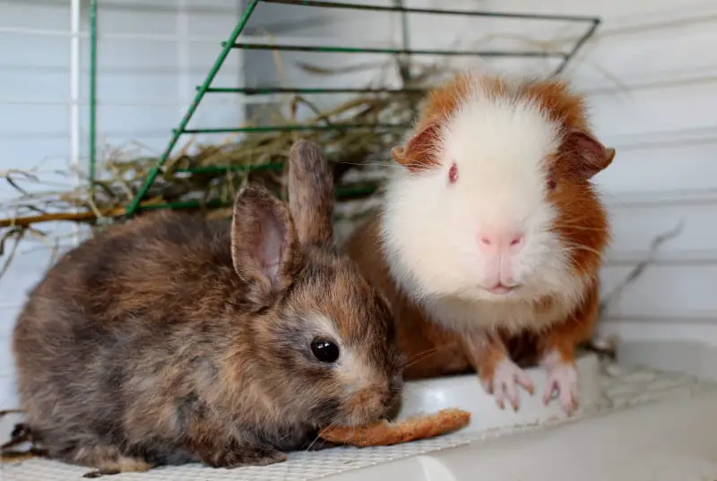 Bunnies vs. Guinea Pigs 01