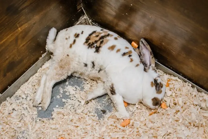 Signs that Your Rabbit Is Dying 02