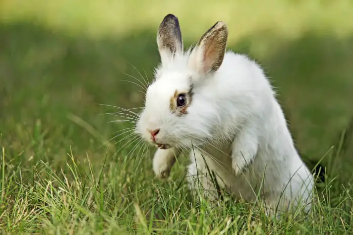Why Do Rabbits Bite? - SimplyRabbits - Rabbit care