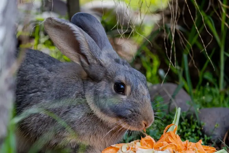 Can rabbits eat orange peels 01