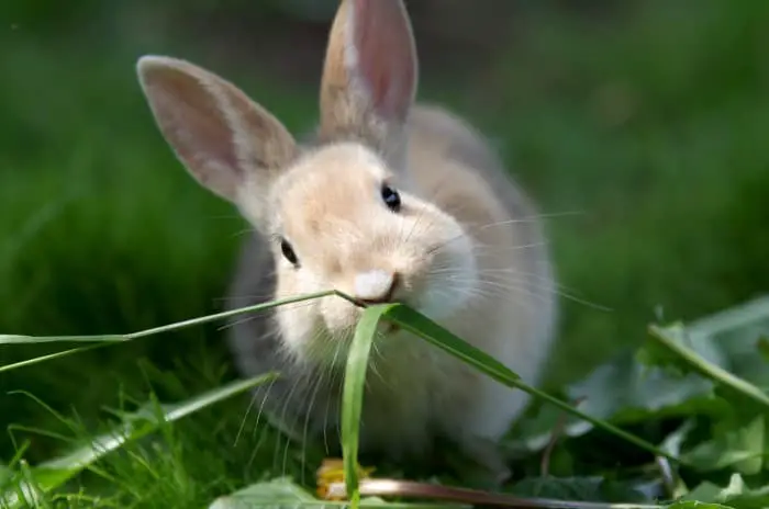 Can rabbits eat orange peels 03