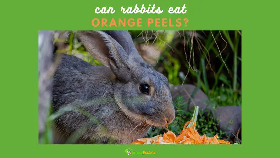 Can Rabbits Eat Orange Peels?