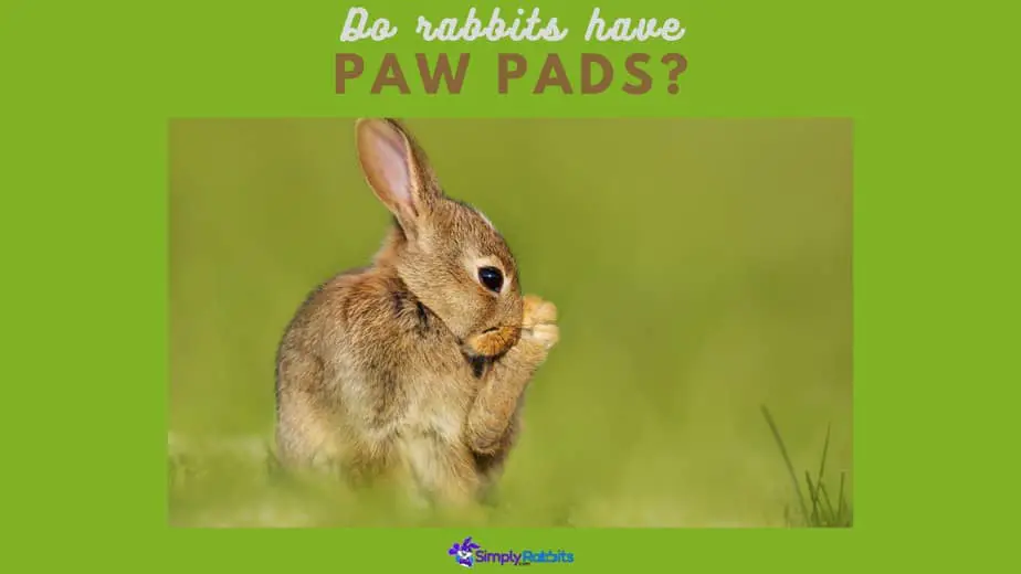 Have Paw Pads? - SimplyRabbits Rabbit care
