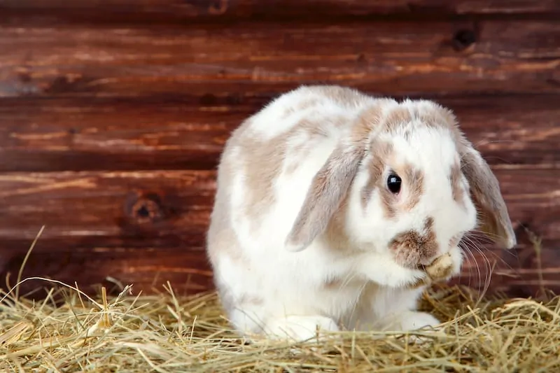 Pink bunny poison