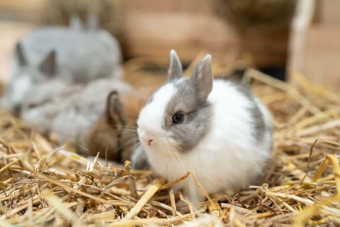 How to Care for a Netherland Dwarf Rabbit 01