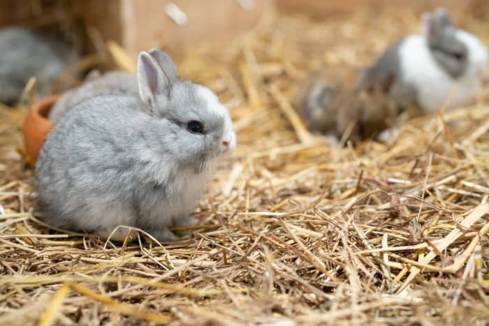 How to Care for a Netherland Dwarf Rabbit 03