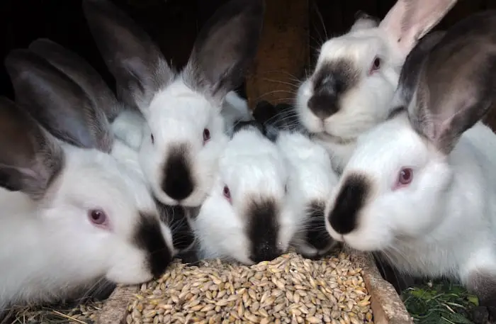 Will Bunnies Overeat? - SimplyRabbits - Rabbit care