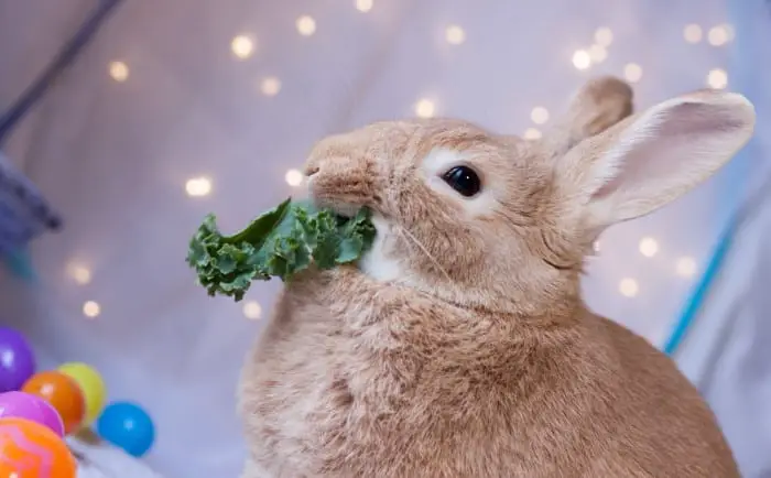 Can Rabbits Eat Kale 01