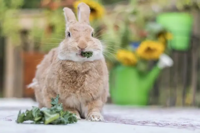 Can Rabbits Eat Kale 02