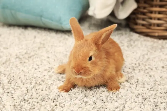 Small Rabbit Breeds to Cuddle 05
