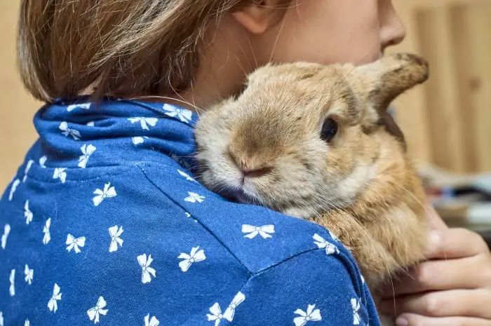 Small Rabbit Breeds to Cuddle 01