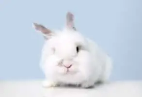 Small Rabbit Breeds to Cuddle 02